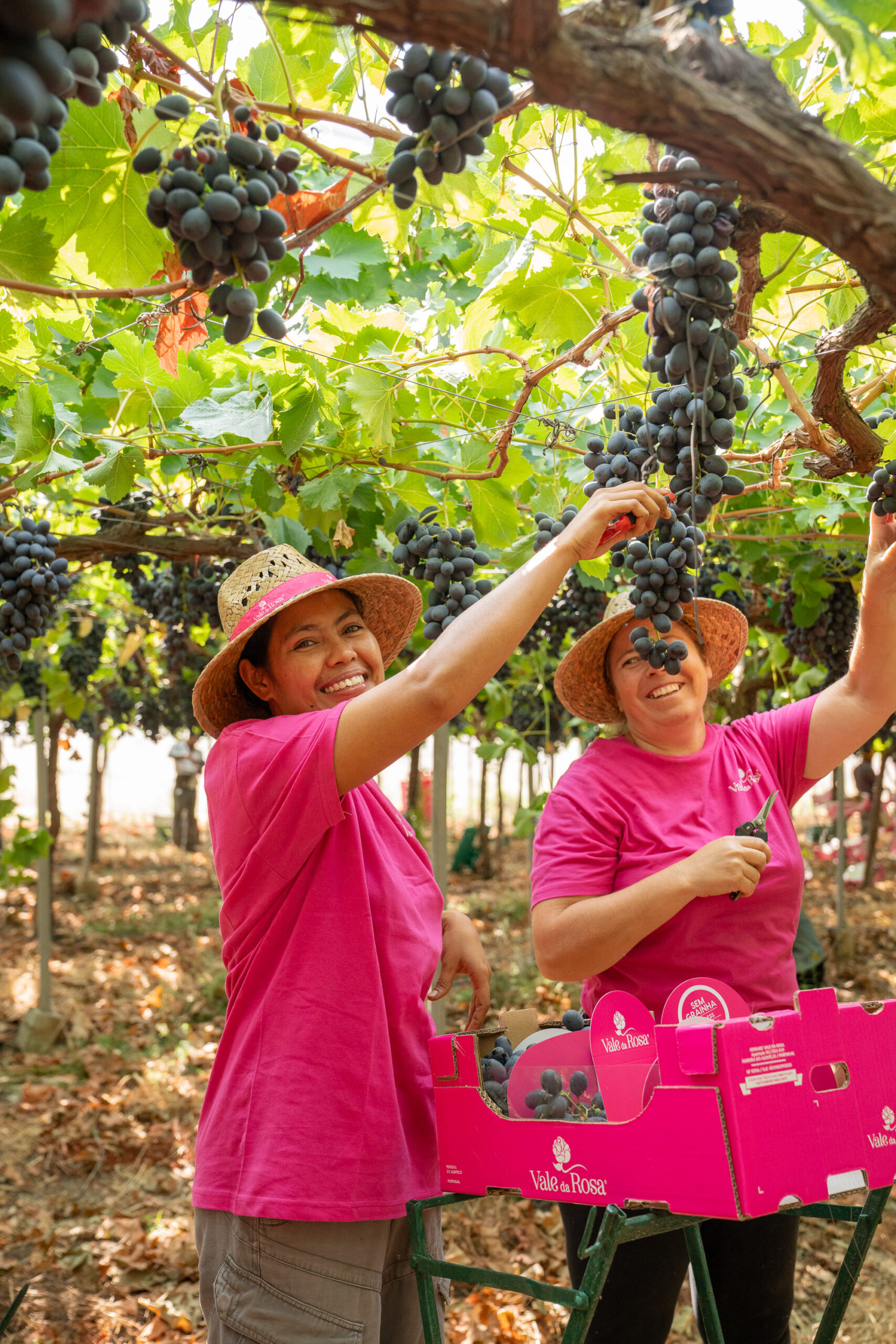 Colheita das uvas Vale da Rosa